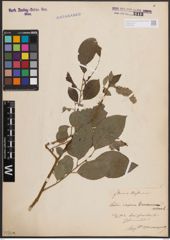Foto von Salix caprea L.